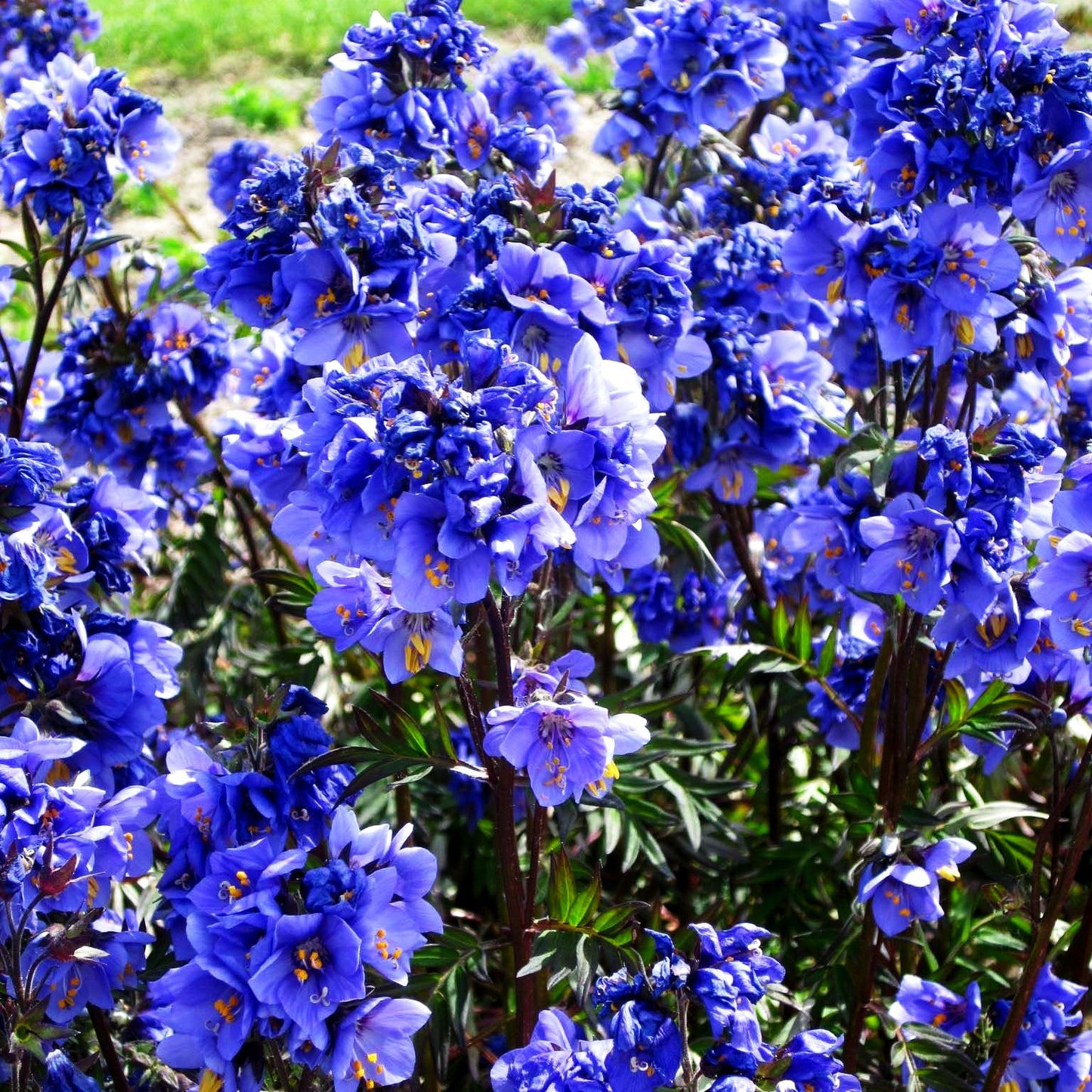 Rotlaubige Jakobsleiter 'Bressingham Purple' (Polemonium yez.)