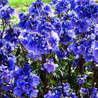 Rotlaubige Jakobsleiter 'Bressingham Purple' (Polemonium yez.)