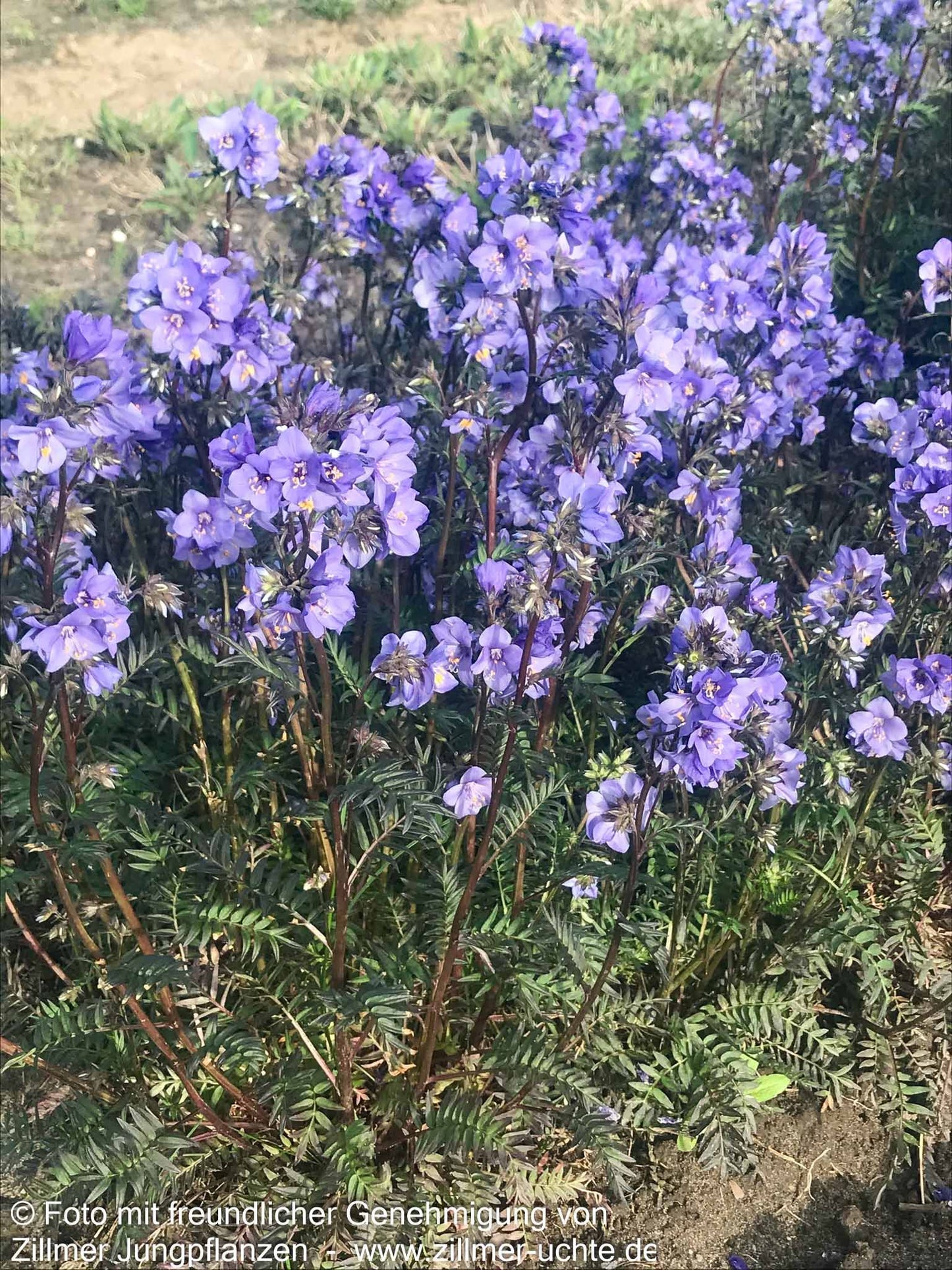 Rotlaubige Jakobsleiter 'Bressingham Purple' (Polemonium yez.)