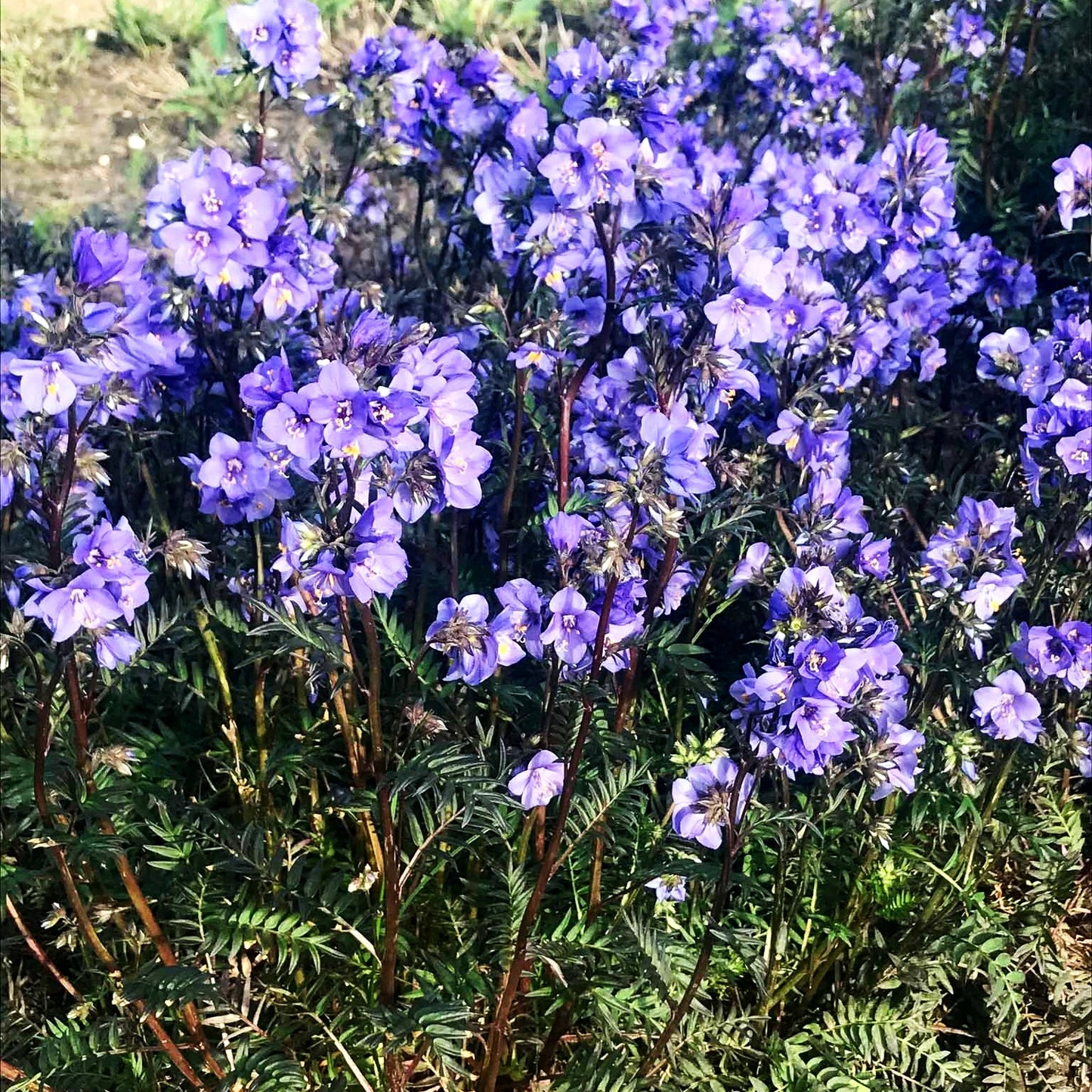 Rotlaubige Jakobsleiter 'Bressingham Purple' (Polemonium yez.)
