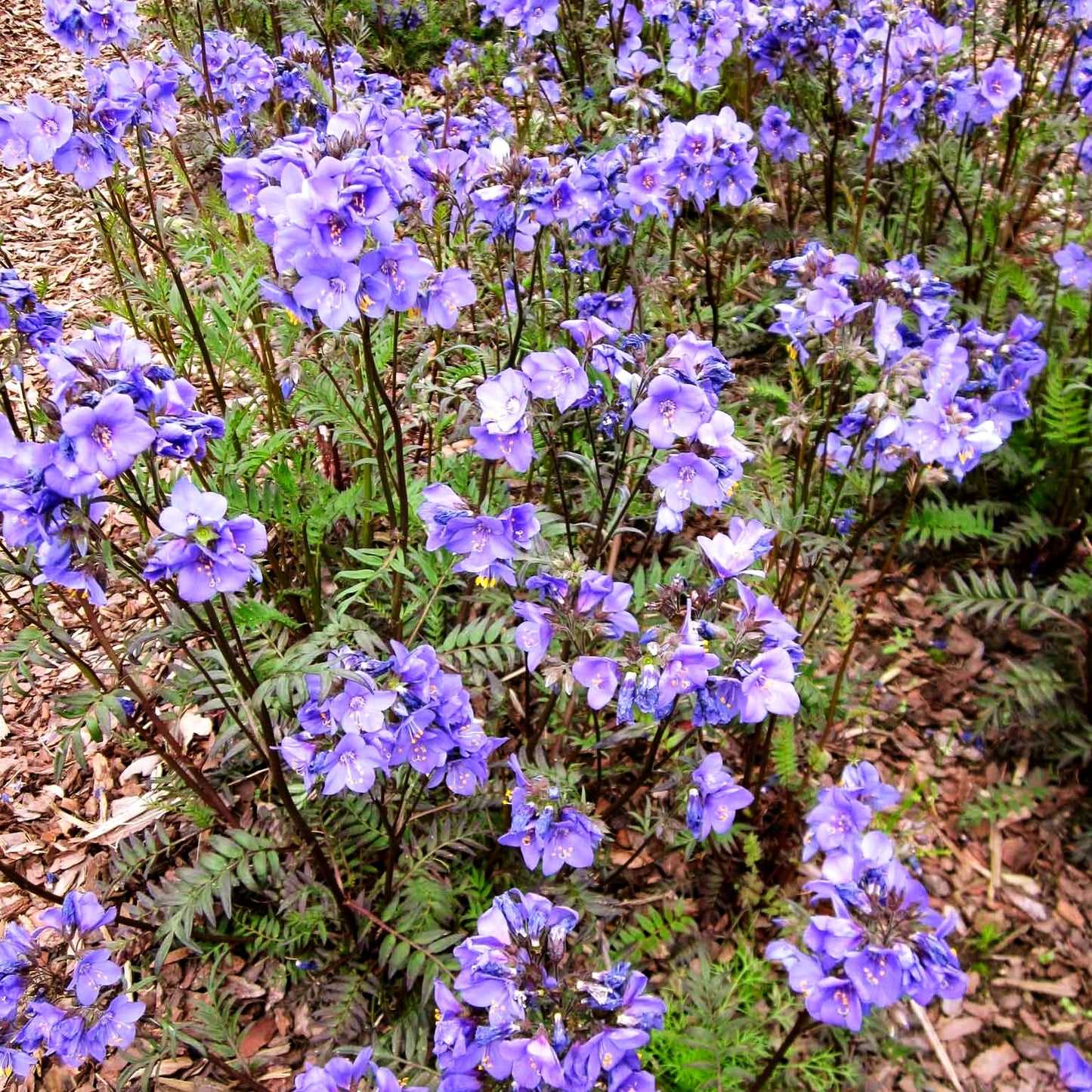 Rotlaubige Jakobsleiter 'Bressingham Purple' (Polemonium yez.)