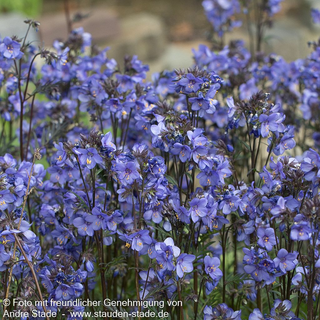 Rotlaubige Jakobsleiter 'Bressingham Purple' (Polemonium yez.)