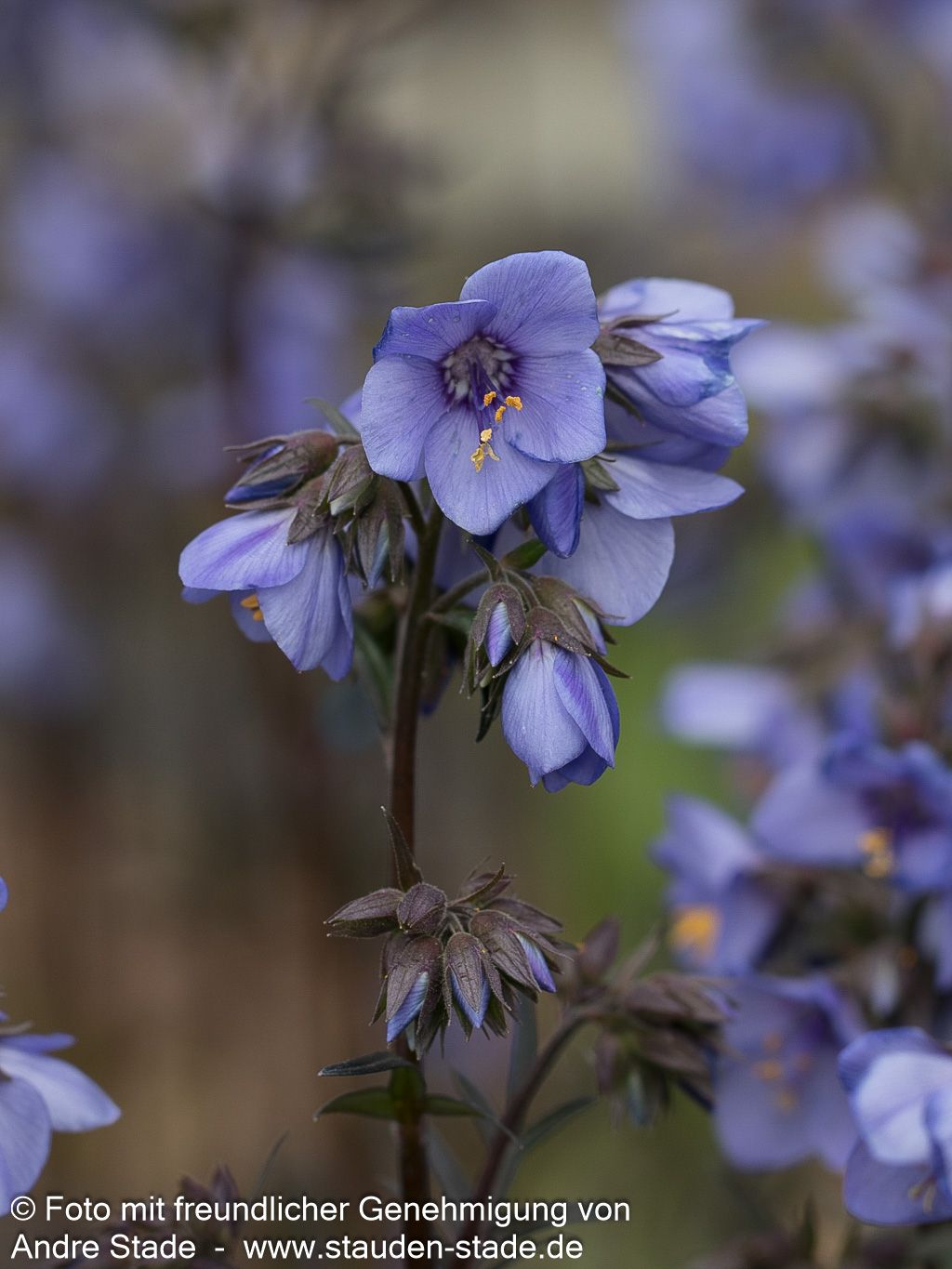 Rotlaubige Jakobsleiter 'Bressingham Purple' (Polemonium yez.)
