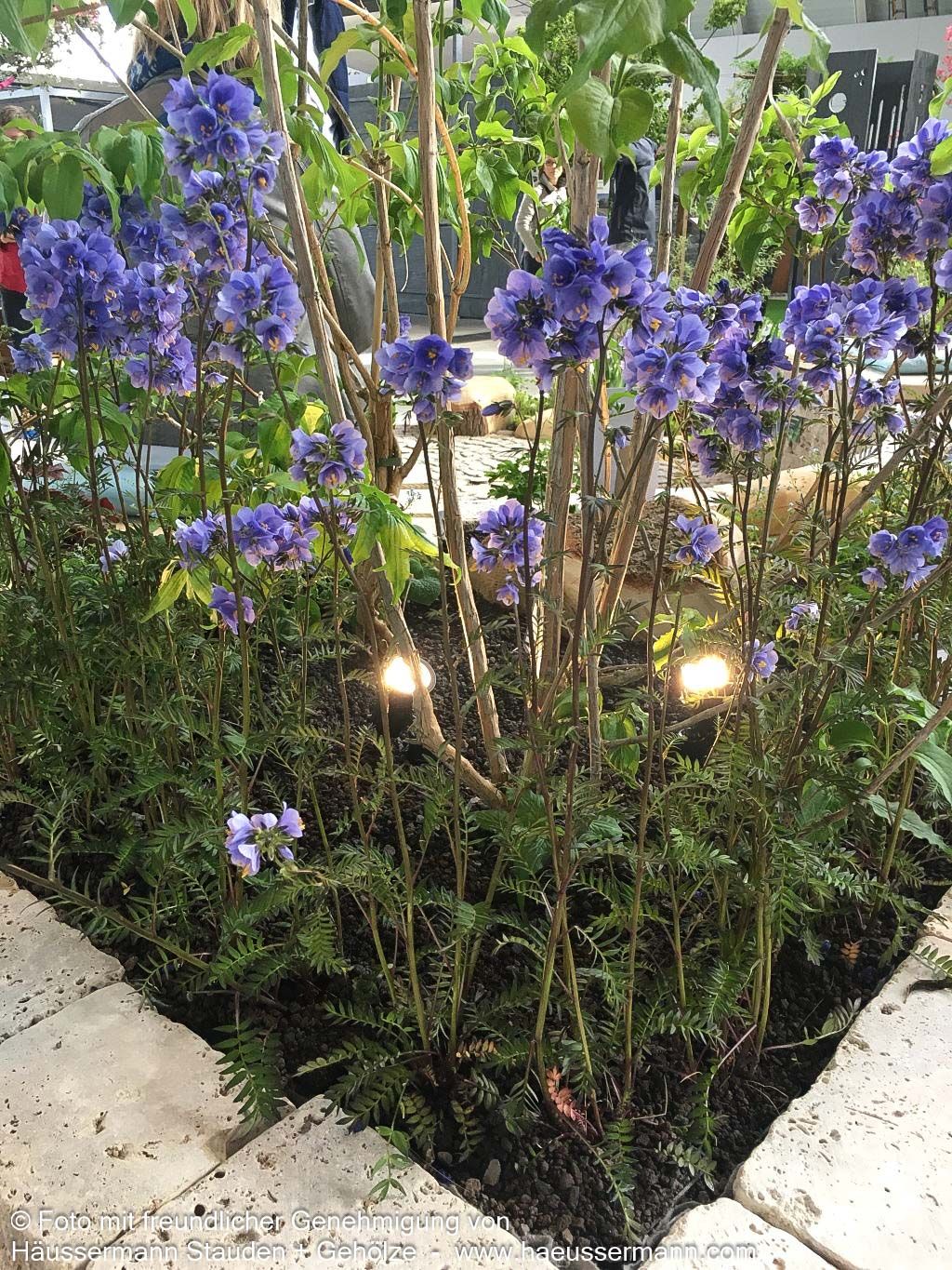 Rotlaubige Jakobsleiter 'Bressingham Purple' (Polemonium yez.)