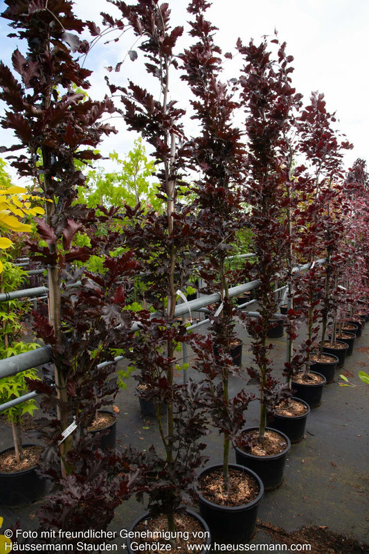 Rotlaubige Säulenbuche 'Rohan Obelisk' (Fagus sylvatica)