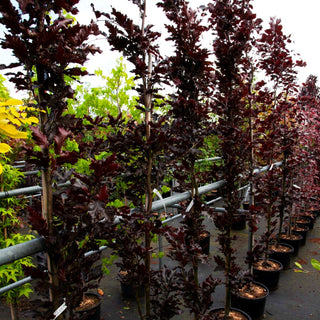 Rotlaubige Säulenbuche 'Rohan Obelisk' (Fagus sylvatica)