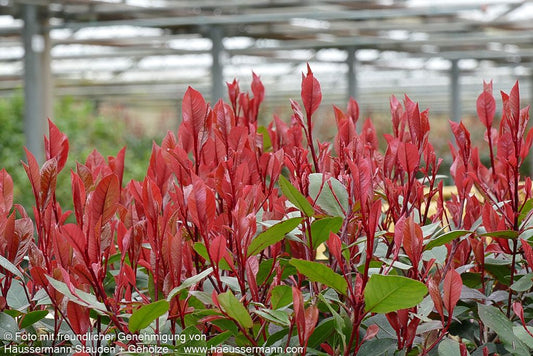 Rotlaubige Zwerg-Glanzmispel 'Little Red Robin' (Photinia fraseri)