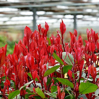 Rotlaubige Zwerg-Glanzmispel 'Little Red Robin' (Photinia fraseri)