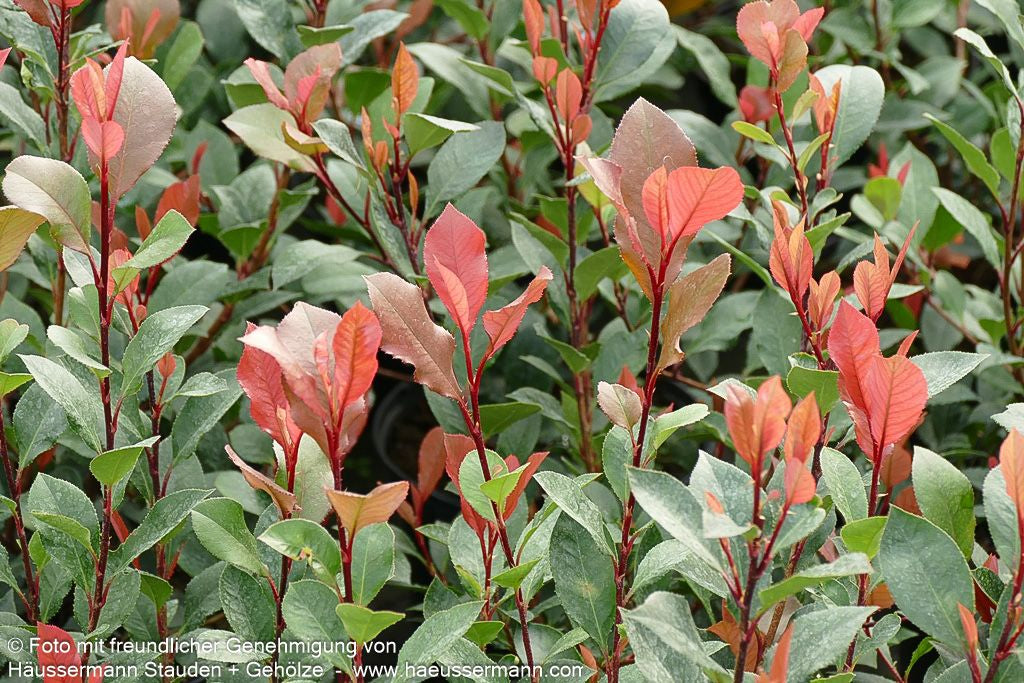 Rotlaubige Zwerg-Glanzmispel 'Little Red Robin' (Photinia fraseri)