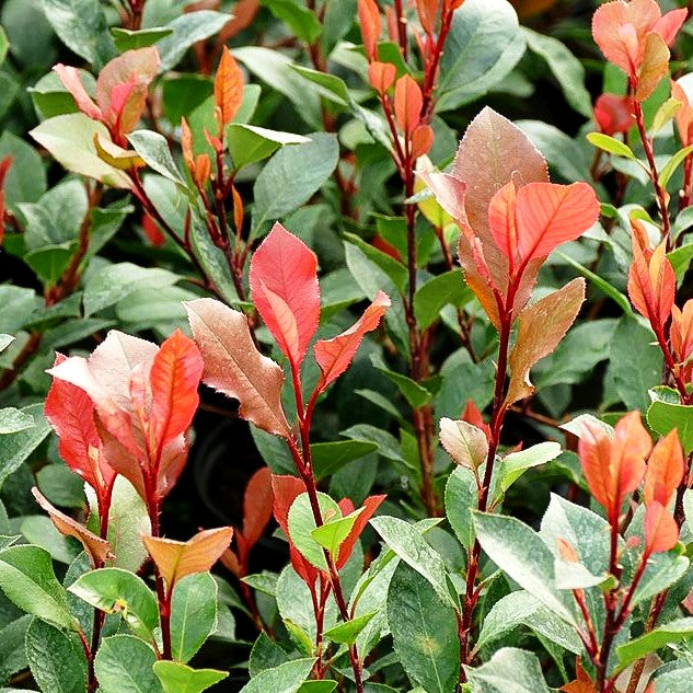 Rotlaubige Zwerg-Glanzmispel 'Little Red Robin' (Photinia fraseri)