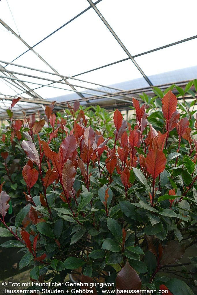 Rotlaubige Zwerg-Glanzmispel 'Little Red Robin' (Photinia fraseri)