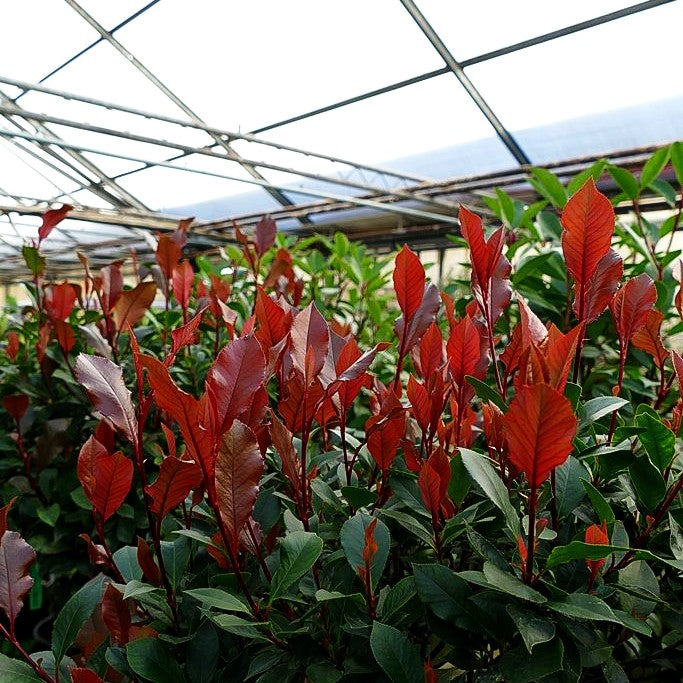 Rotlaubige Zwerg-Glanzmispel 'Little Red Robin' (Photinia fraseri)