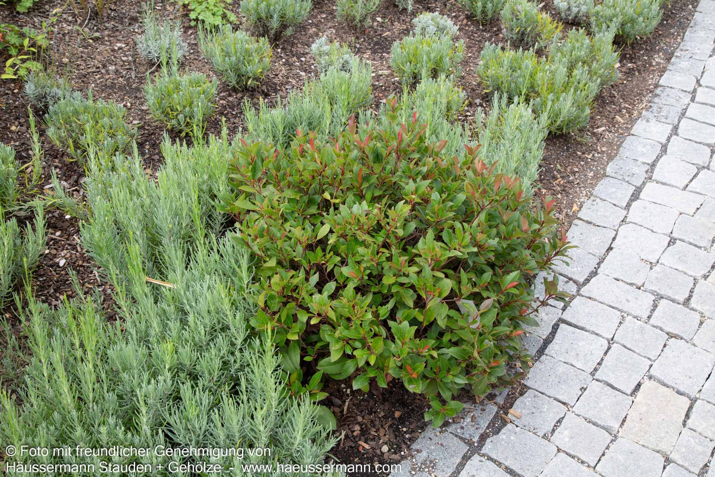 Rotlaubige Zwerg-Glanzmispel 'Little Red Robin' (Photinia fraseri)