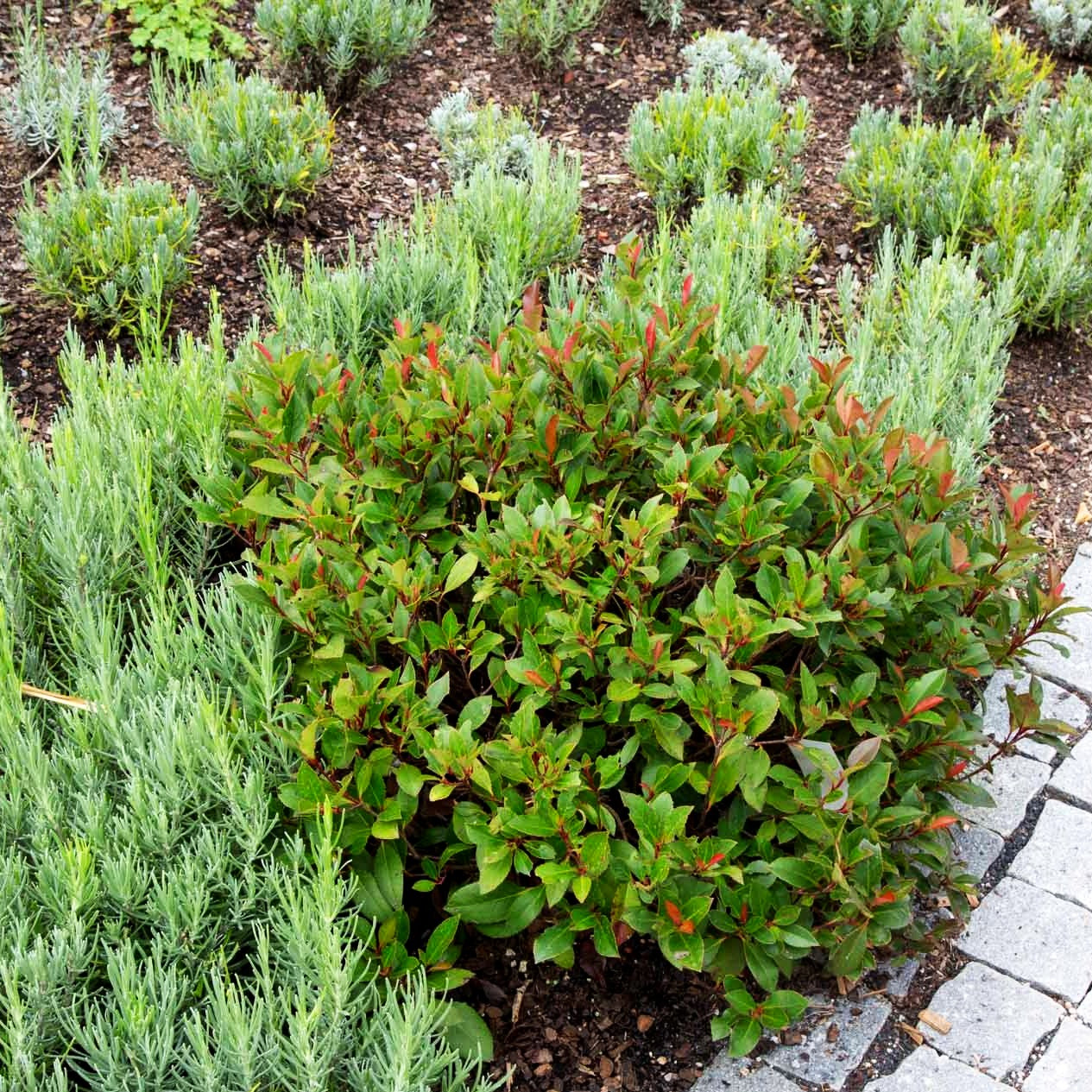 Rotlaubige Zwerg-Glanzmispel 'Little Red Robin' (Photinia fraseri)