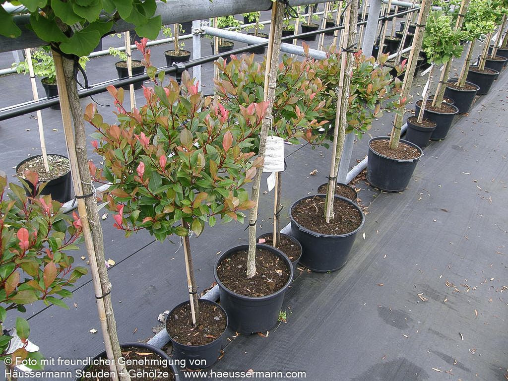 Rotlaubige Zwerg-Glanzmispel 'Little Red Robin' (Photinia fraseri)