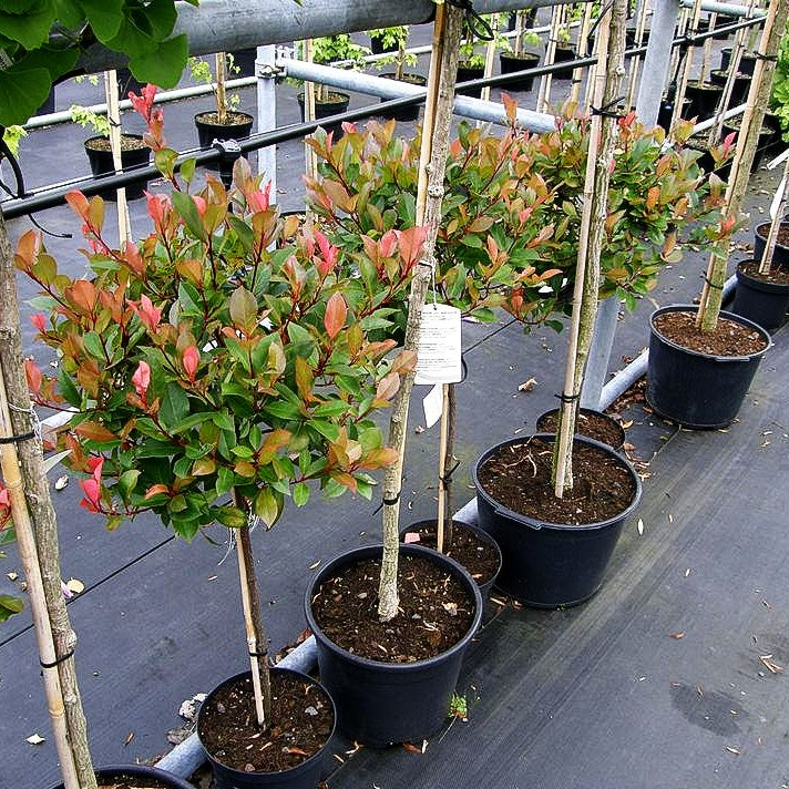 Rotlaubige Zwerg-Glanzmispel 'Little Red Robin' (Photinia fraseri)