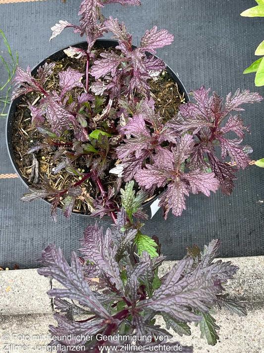 Rotlaubiges Eisenkraut 'Bampton' (Verbena officinalis)