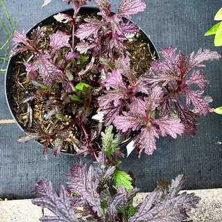 Rotlaubiges Eisenkraut 'Bampton' (Verbena officinalis)