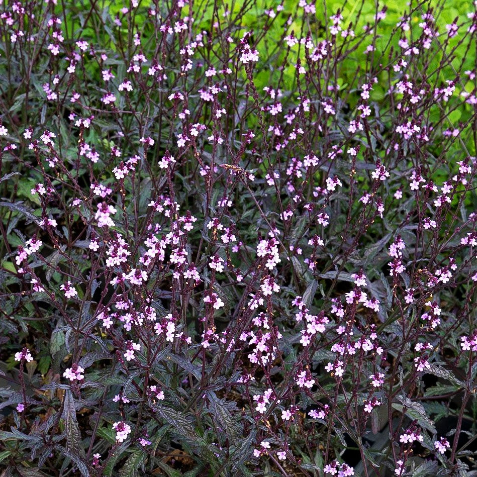 Rotlaubiges Eisenkraut 'Bampton' (Verbena officinalis)