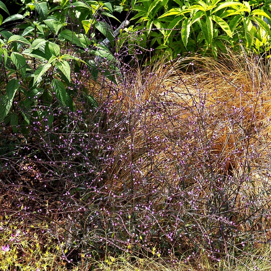 Rotlaubiges Eisenkraut 'Bampton' (Verbena officinalis)