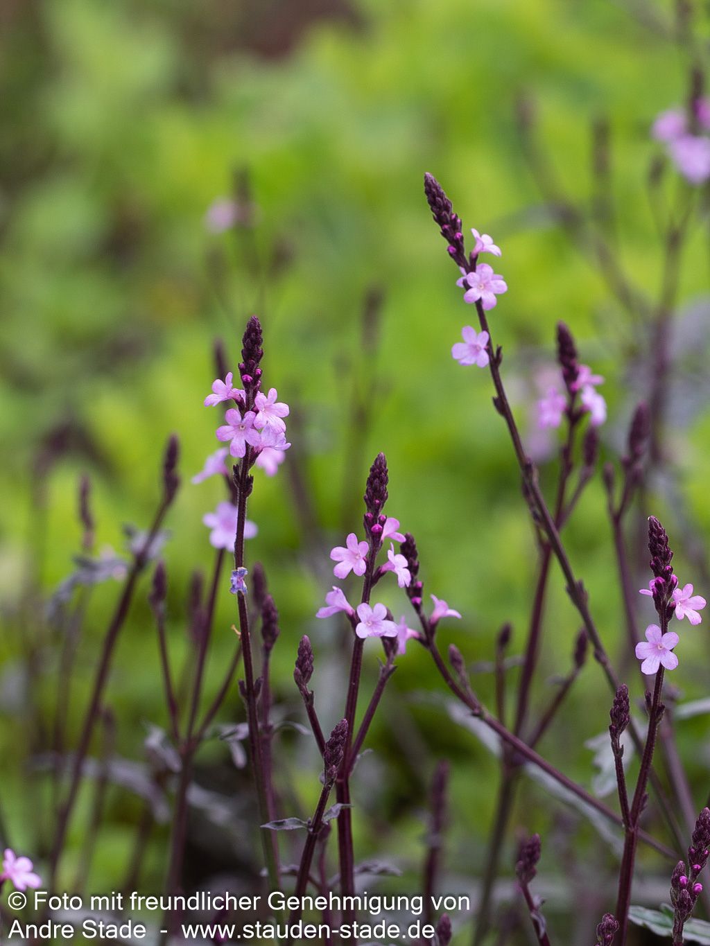 Rotlaubiges Eisenkraut 'Bampton' (Verbena officinalis)