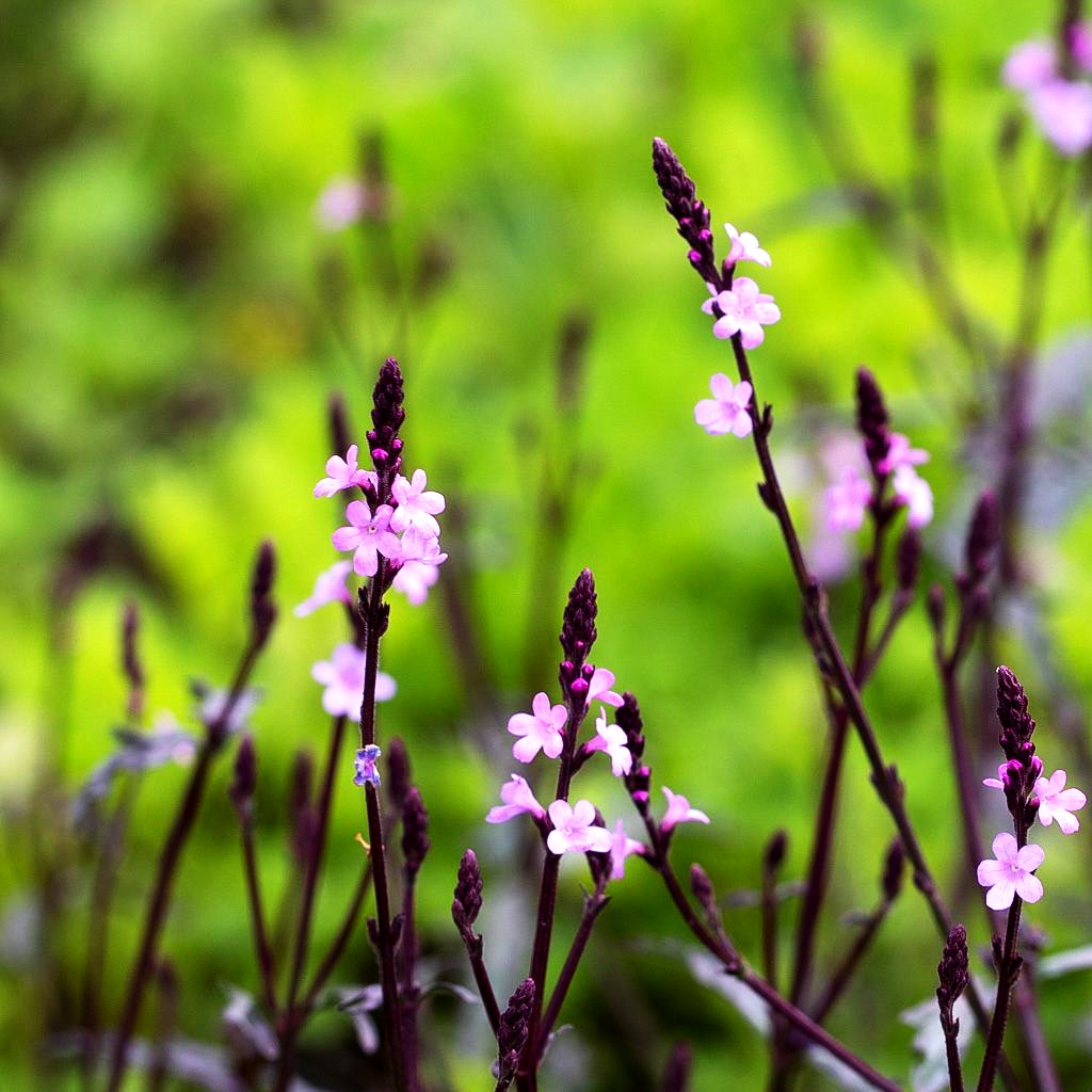 Rotlaubiges Eisenkraut 'Bampton' (Verbena officinalis)
