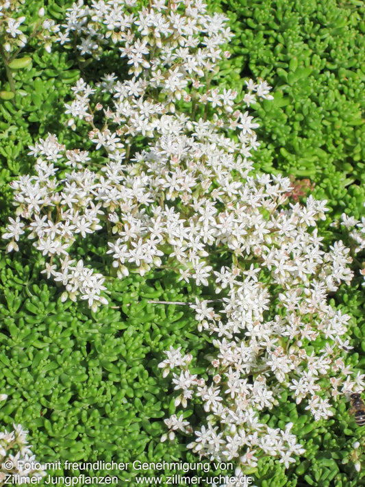 Rotmoos-Mauerpfeffer 'Coral Carpet' (Sedum album)