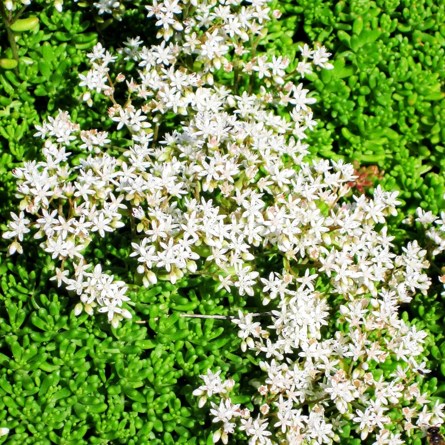 Rotmoos-Mauerpfeffer 'Coral Carpet' (Sedum album)