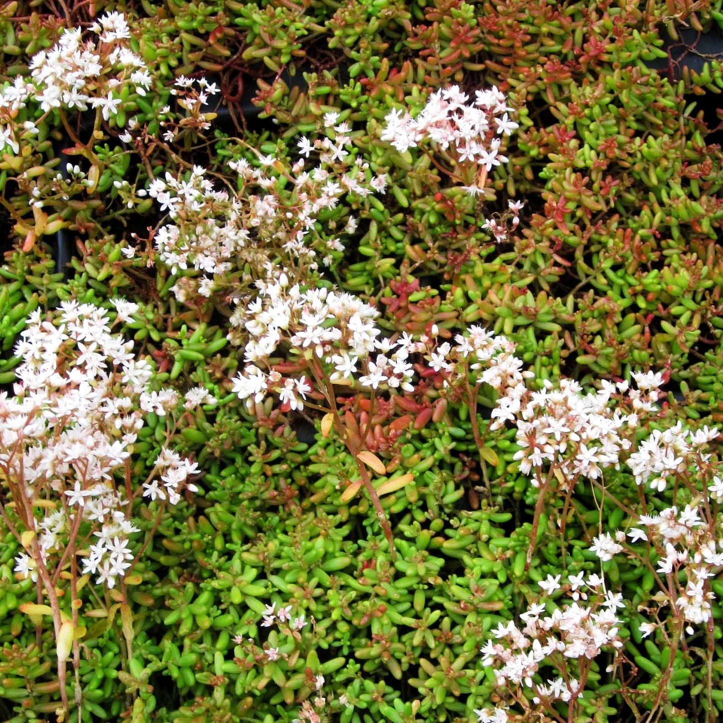 Rotmoos-Mauerpfeffer 'Coral Carpet' (Sedum album)