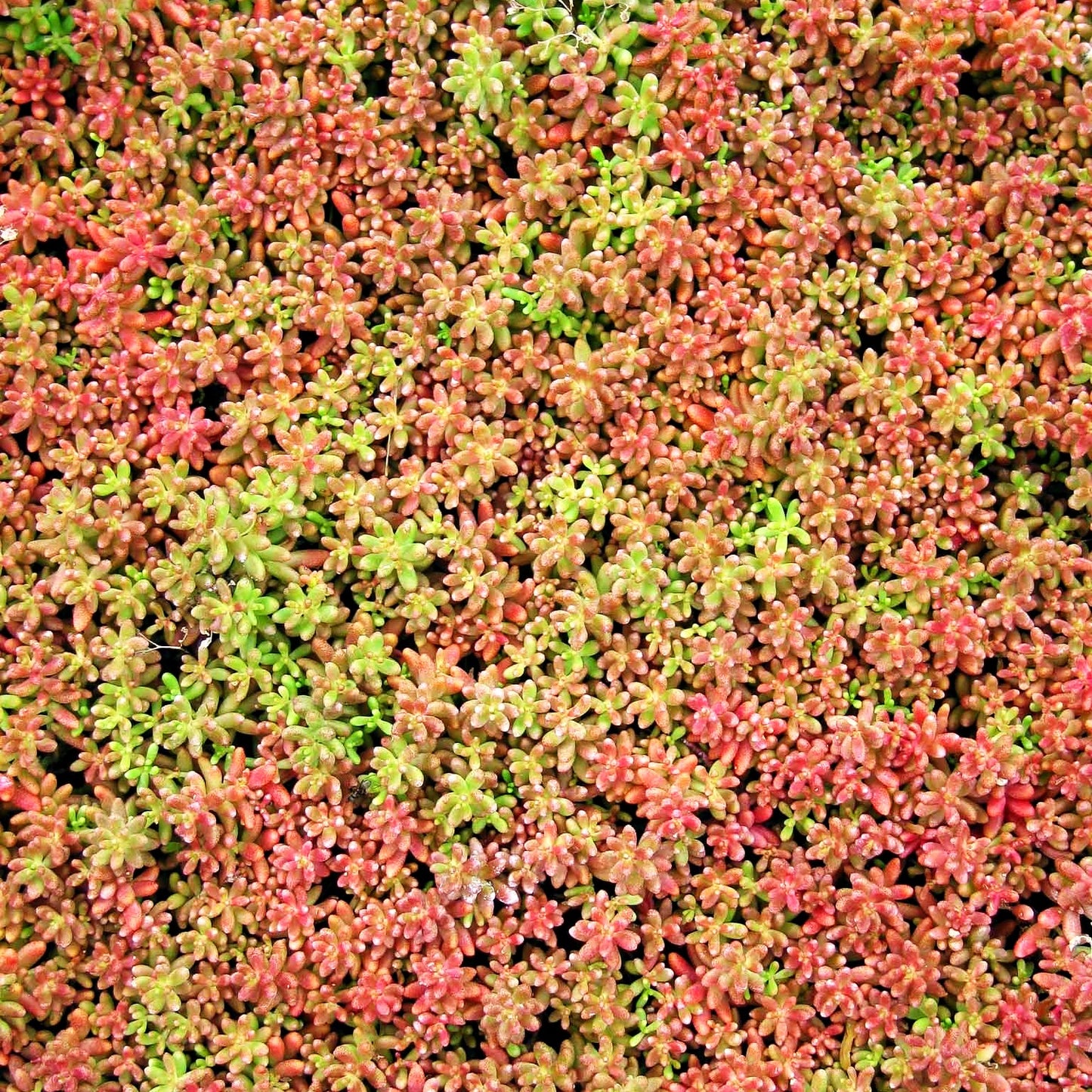 Rotmoos-Mauerpfeffer 'Coral Carpet' (Sedum album)