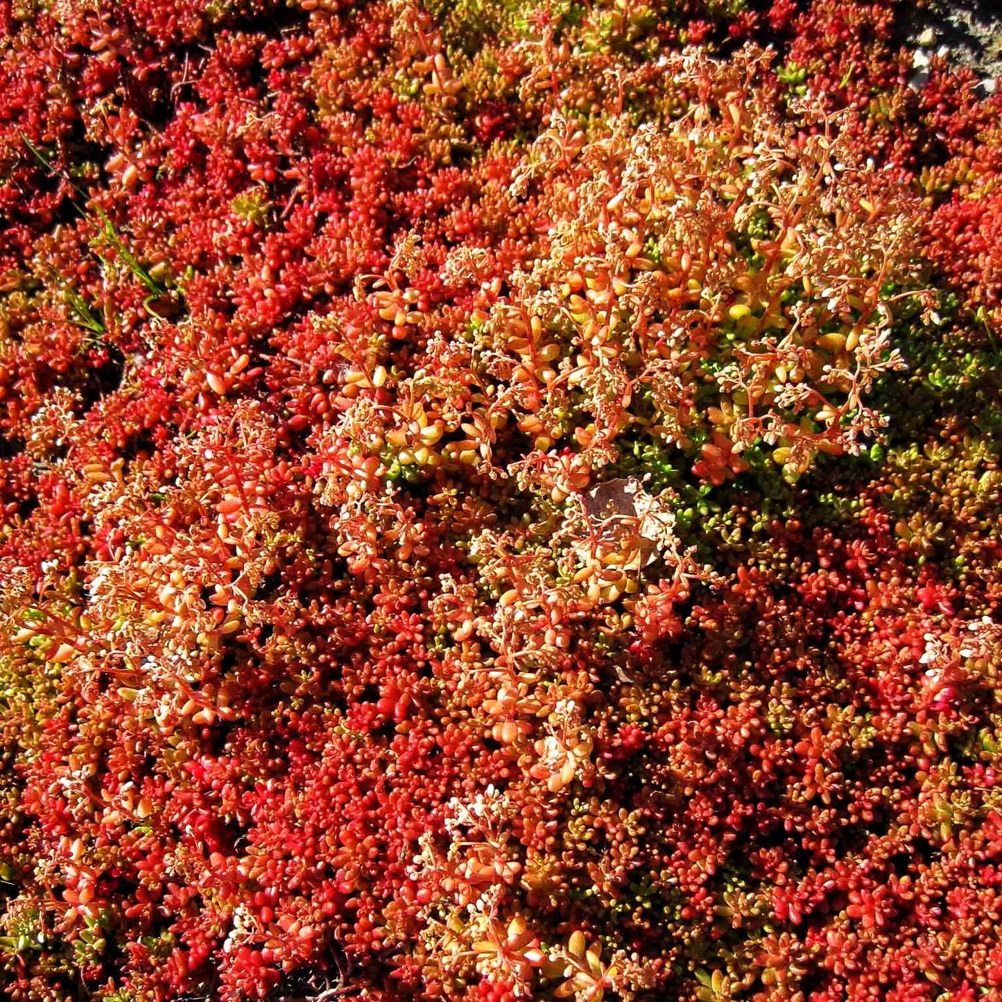 Rotmoos-Mauerpfeffer 'Coral Carpet' (Sedum album)