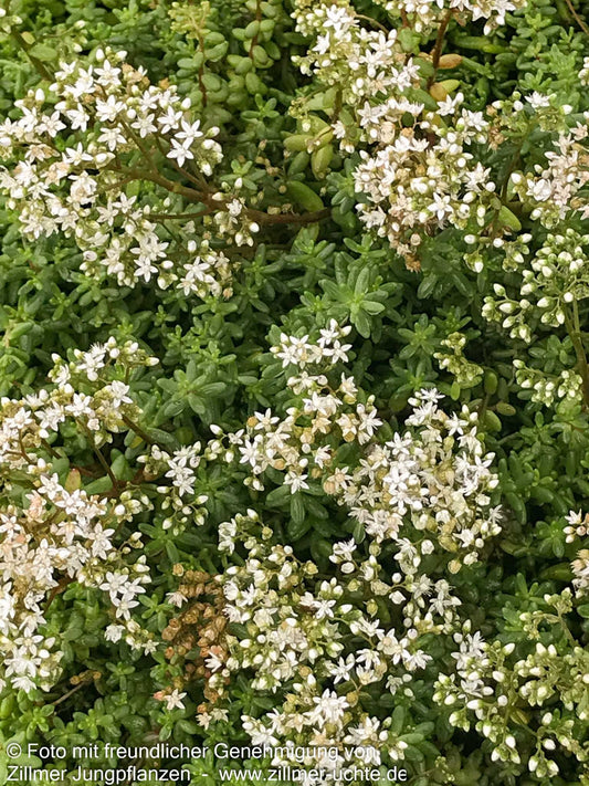 Rotmoos-Mauerpfeffer 'Murale' (Sedum album)