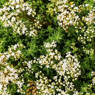 Rotmoos-Mauerpfeffer 'Murale' (Sedum album)