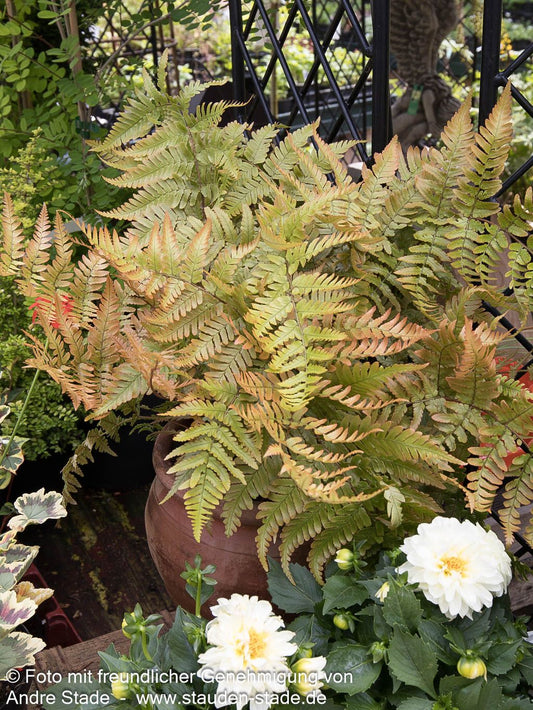 Rotschleierfarn (Dryopteris erythrosora)