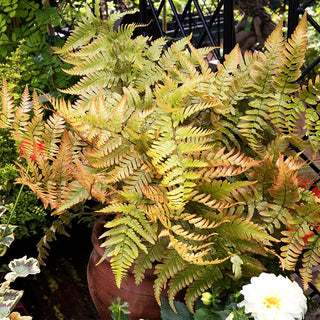 Rotschleierfarn (Dryopteris erythrosora)