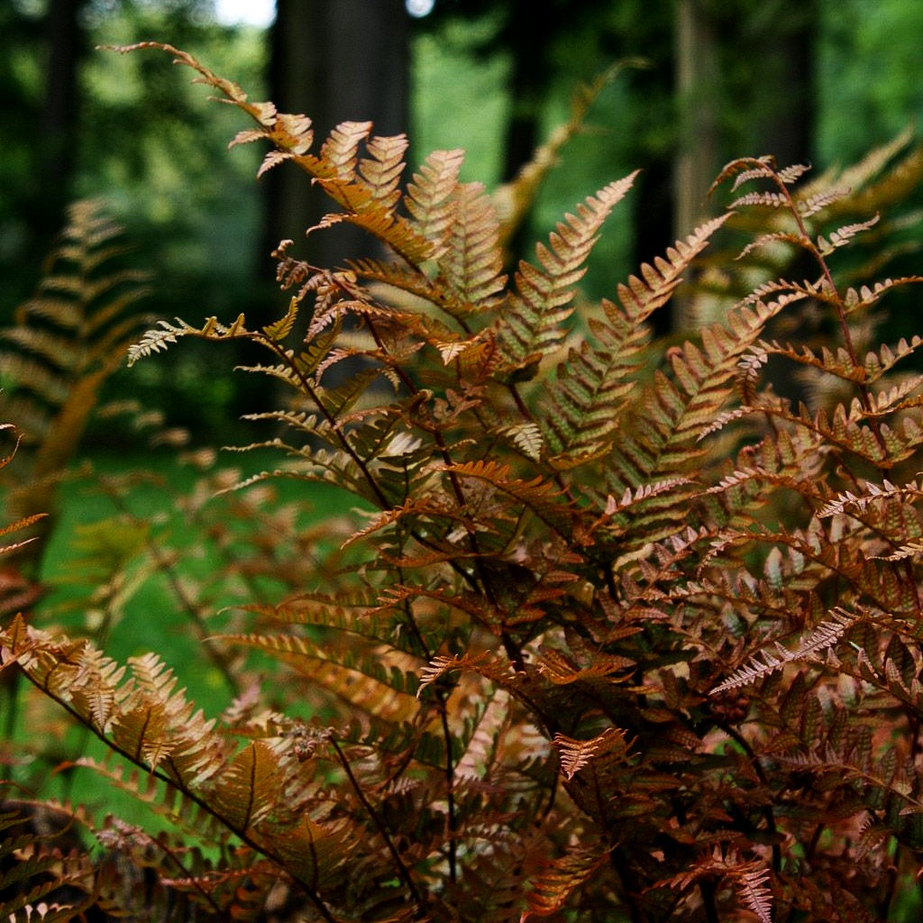 Rotschleierfarn (Dryopteris erythrosora)