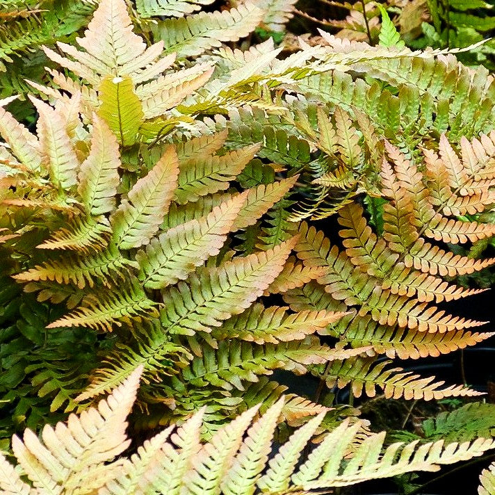 Rotschleierfarn (Dryopteris erythrosora)