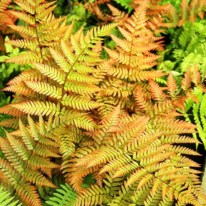 Rotschleierfarn (Dryopteris erythrosora)