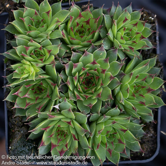 Rotspitz-Steinrose 'Mrs Giuseppi' (Sempervivum calcareum)