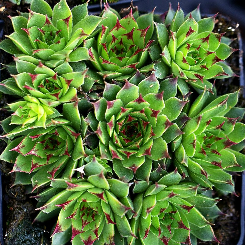 Rotspitz-Steinrose 'Mrs Giuseppi' (Sempervivum calcareum)