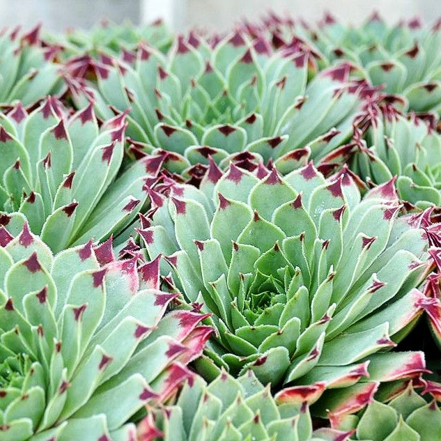 Rotspitz-Steinrose 'Mrs Giuseppi' (Sempervivum calcareum)