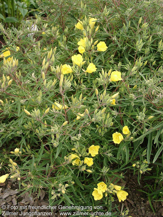 Rotstängelige Nachtkerze 'Cold Crick' (Oenothera tetragona)