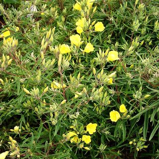 Rotstängelige Nachtkerze 'Cold Crick' (Oenothera tetragona)