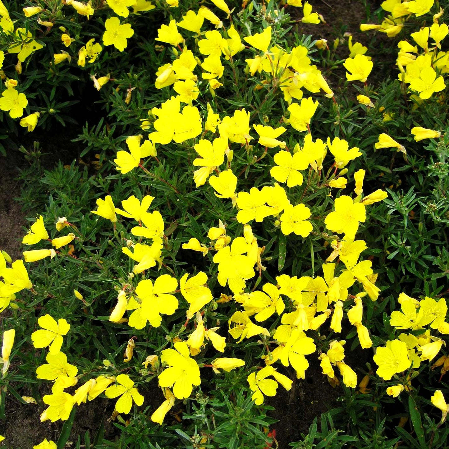 Rotstängelige Nachtkerze 'Cold Crick' (Oenothera tetragona)