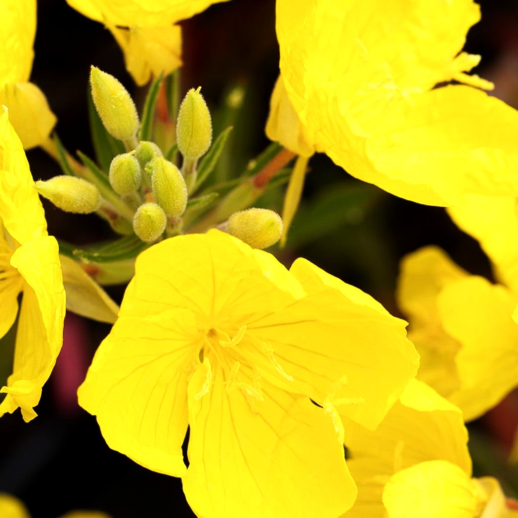 Rotstängelige Nachtkerze 'Cold Crick' (Oenothera tetragona)