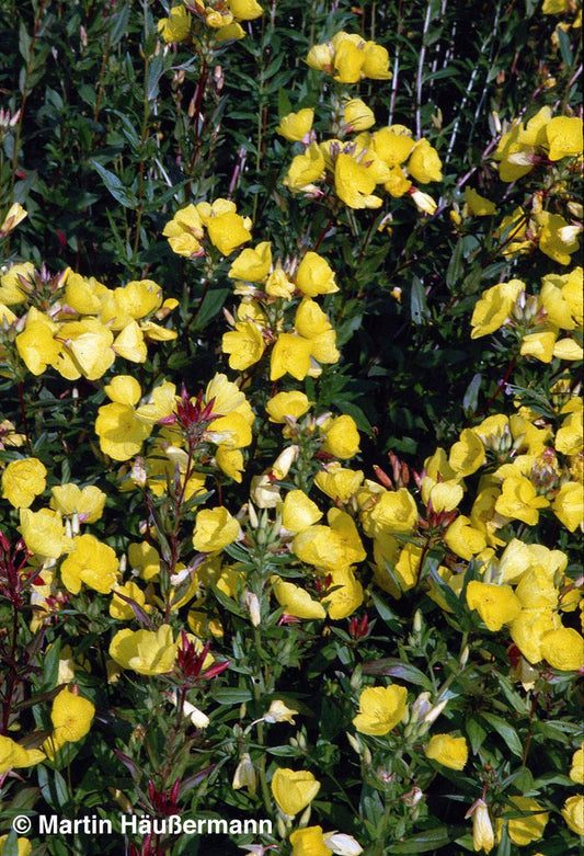 Rotstängelige Nachtkerze (Oenothera tetragona)