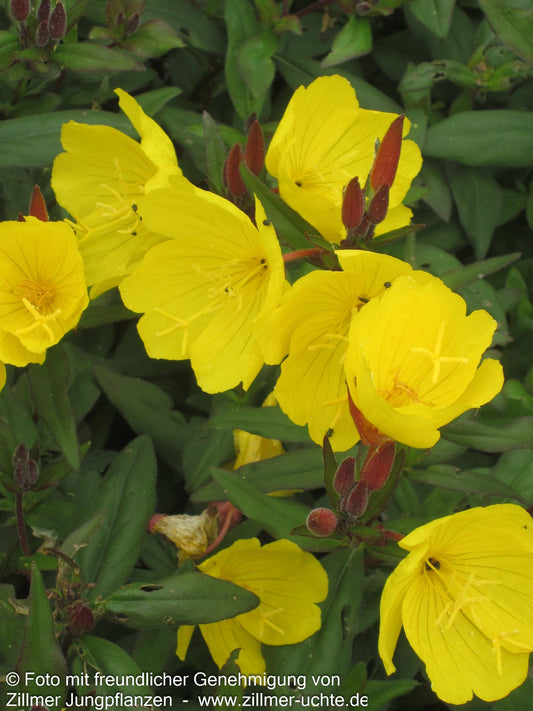 Rotstängelige Nachtkerze 'Sonnenwende' (Oenothera tetragona)
