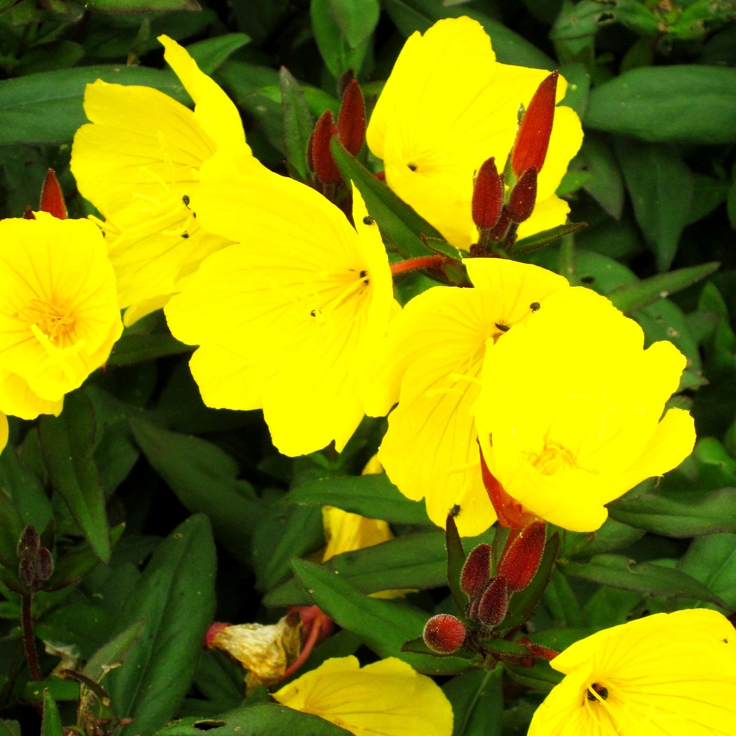 Rotstängelige Nachtkerze 'Sonnenwende' (Oenothera tetragona)