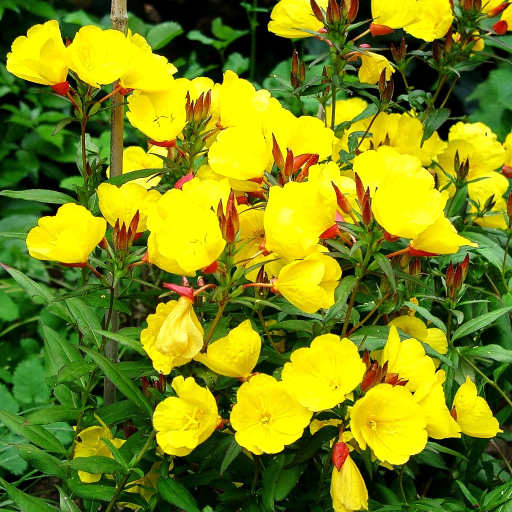 Rotstängelige Nachtkerze 'Sonnenwende' (Oenothera tetragona)