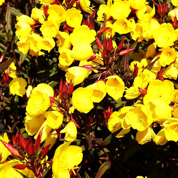 Rotstängelige Nachtkerze 'Sonnenwende' (Oenothera tetragona)